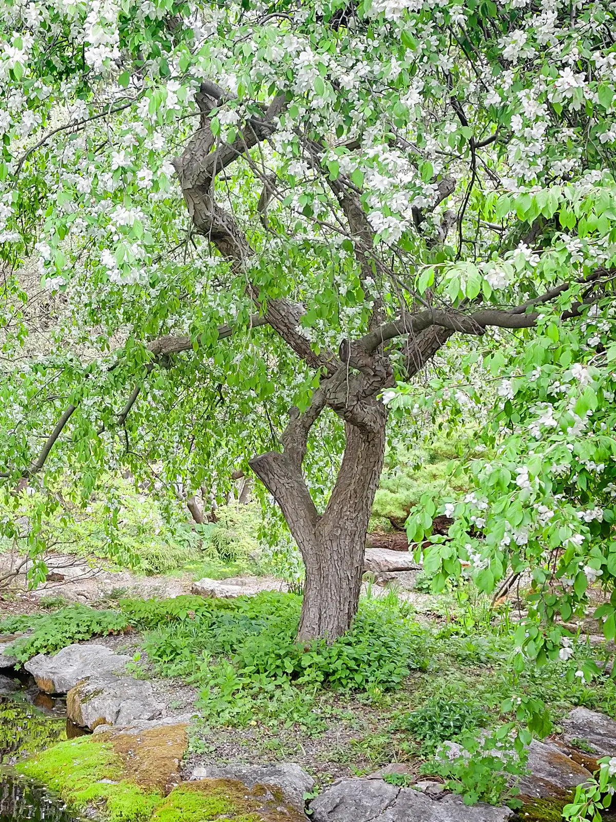 Weeping Red Jade crabapple Tree with white blossoms in a natural setting