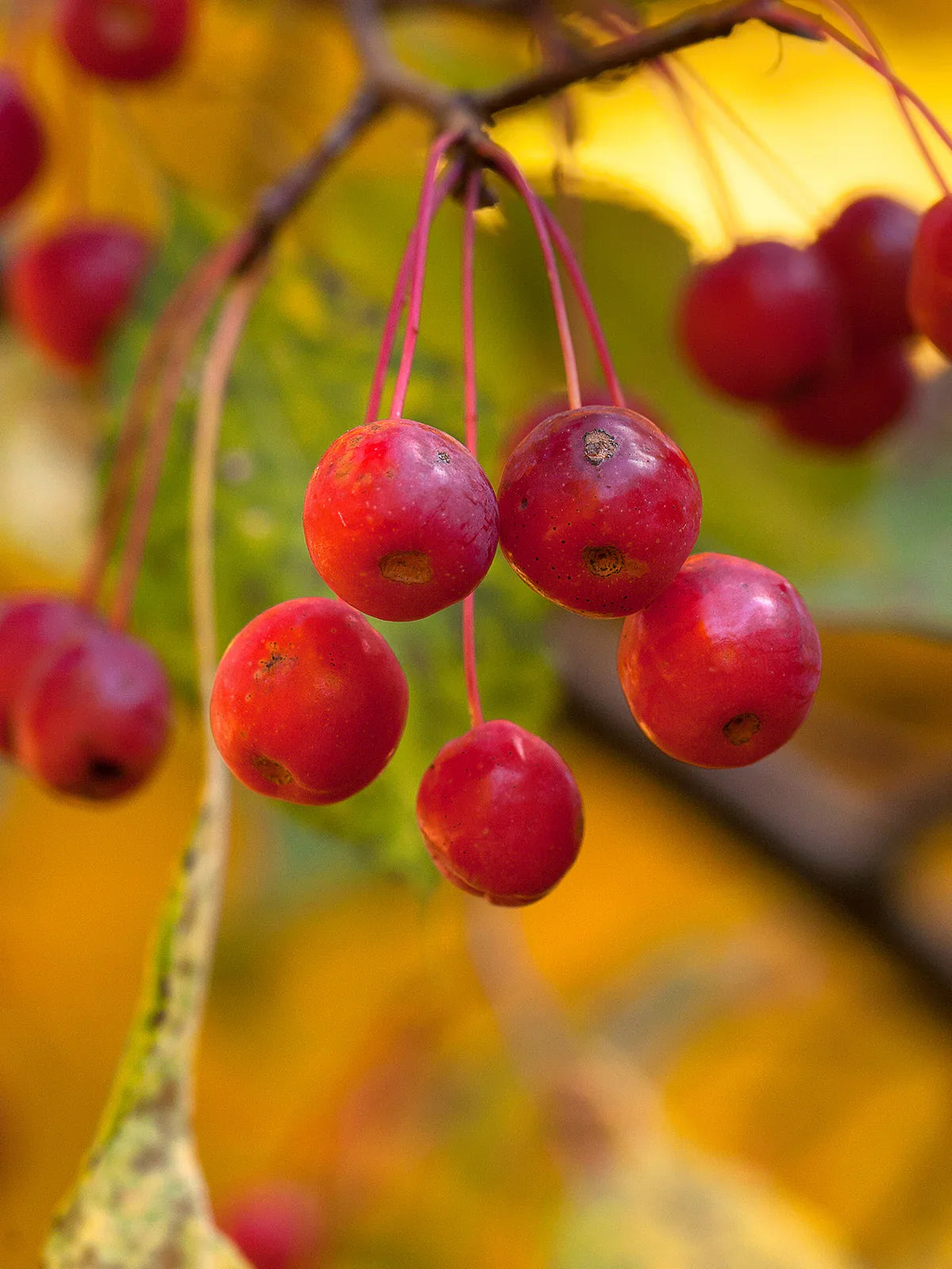 Close-up of Weeping Red Jade crabapple fruits on a branch with a blurred autumn background