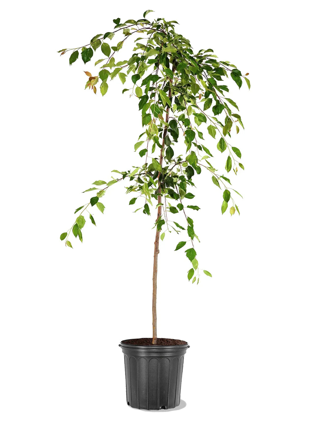 Potted Weeping Red Jade crabapple plant with green leaves on a white background