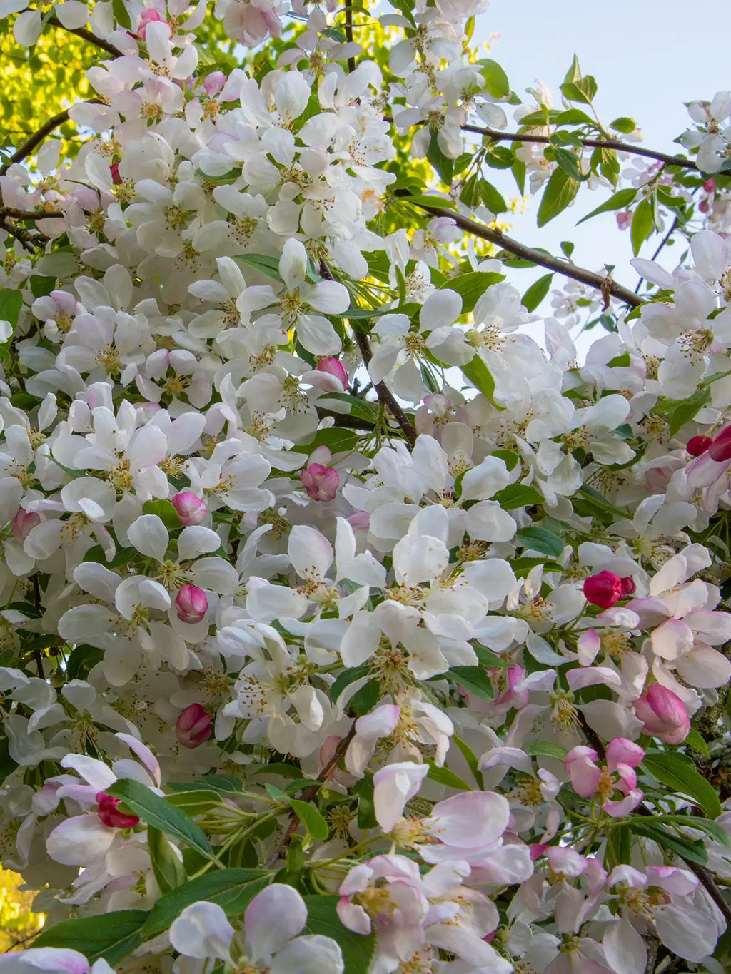 Close-up of white and pink Weeping Red Jade crabapple blossoms on a tree branch with green leaves.