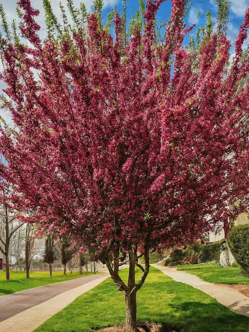 Robinson crabapple tree with pink blossoms in a park setting