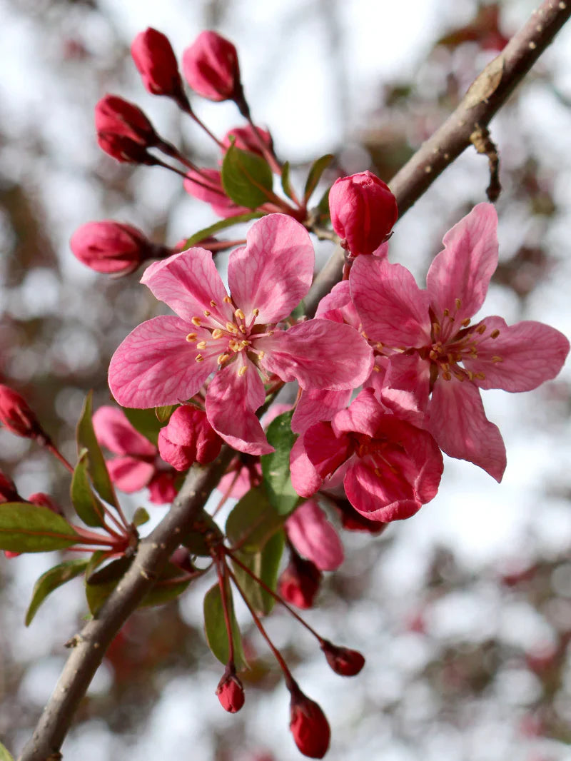 Close-up of Robinson crabapple  blossoms with blurred background