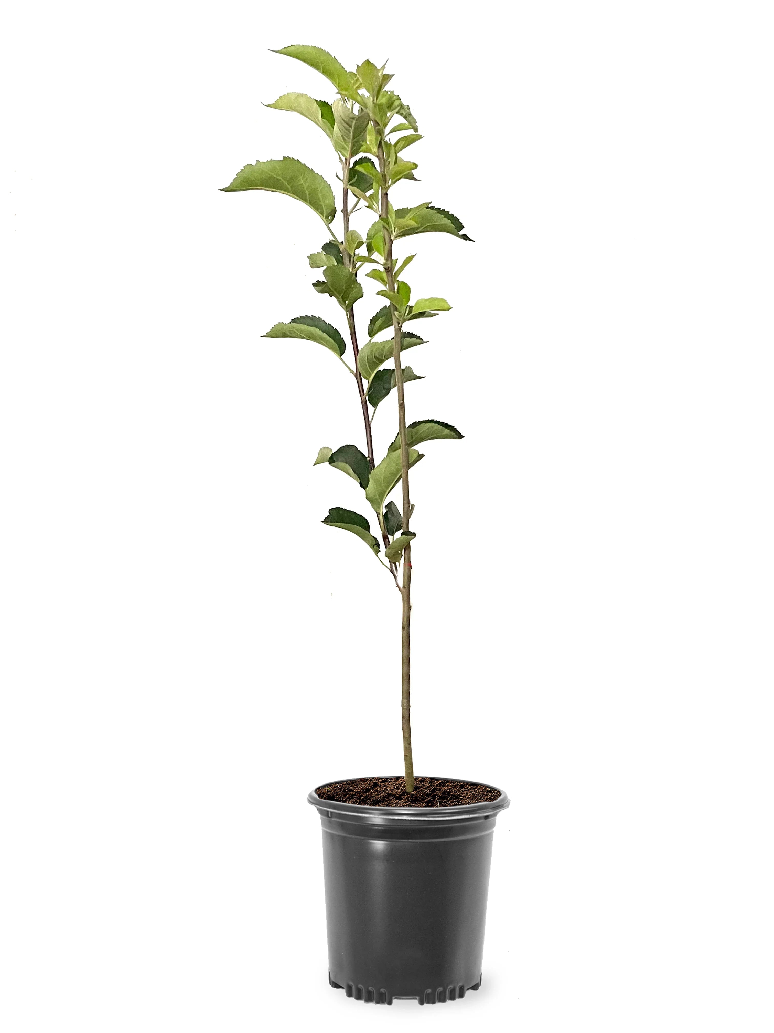 Potted Robinson crabapple plant with green leaves on a white background