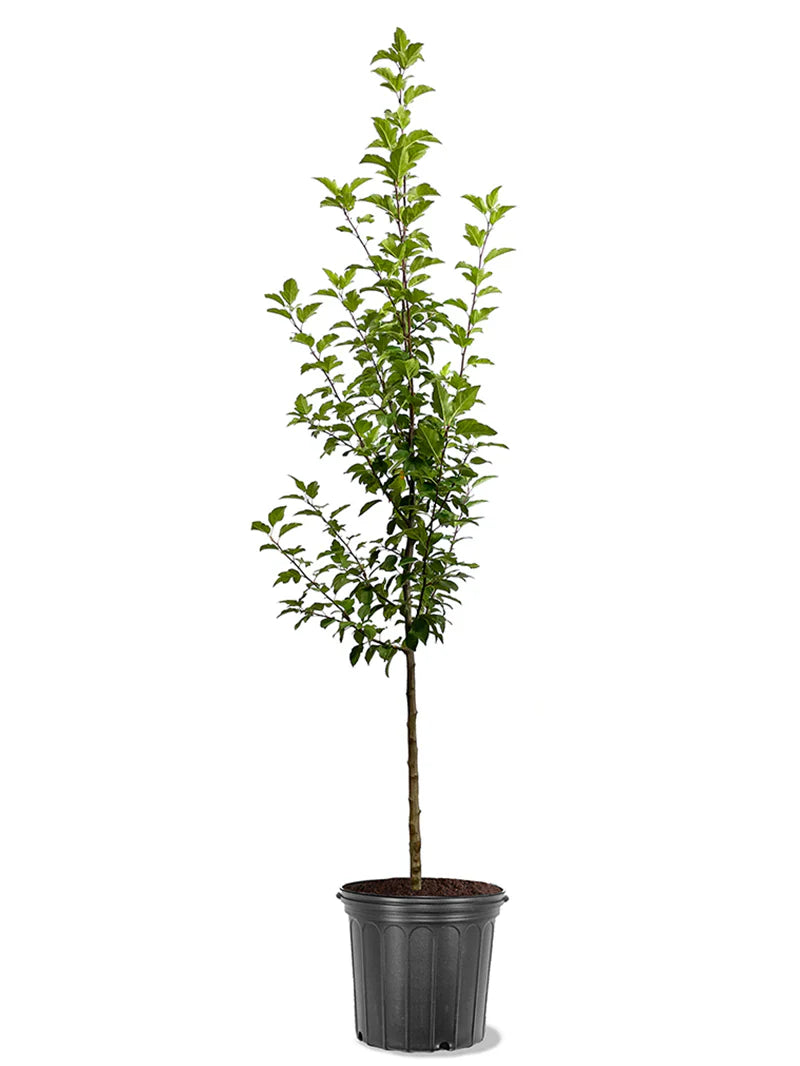 Potted Robinson crabapple tree with green leaves