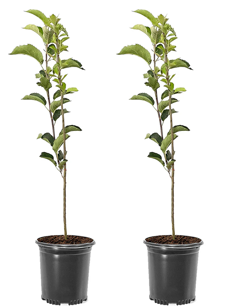 Two potted Robinson crabapple plants with green leaves on a white background