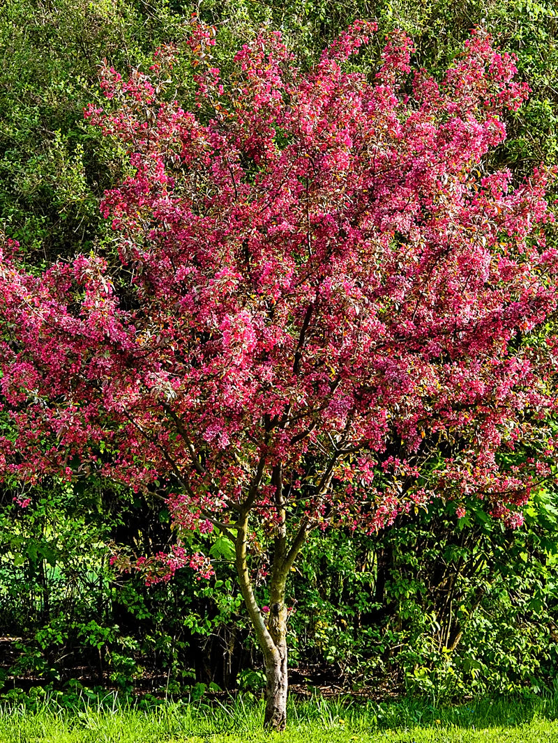 Summer wonder crabapple Tree with pink blossoms in a natural setting