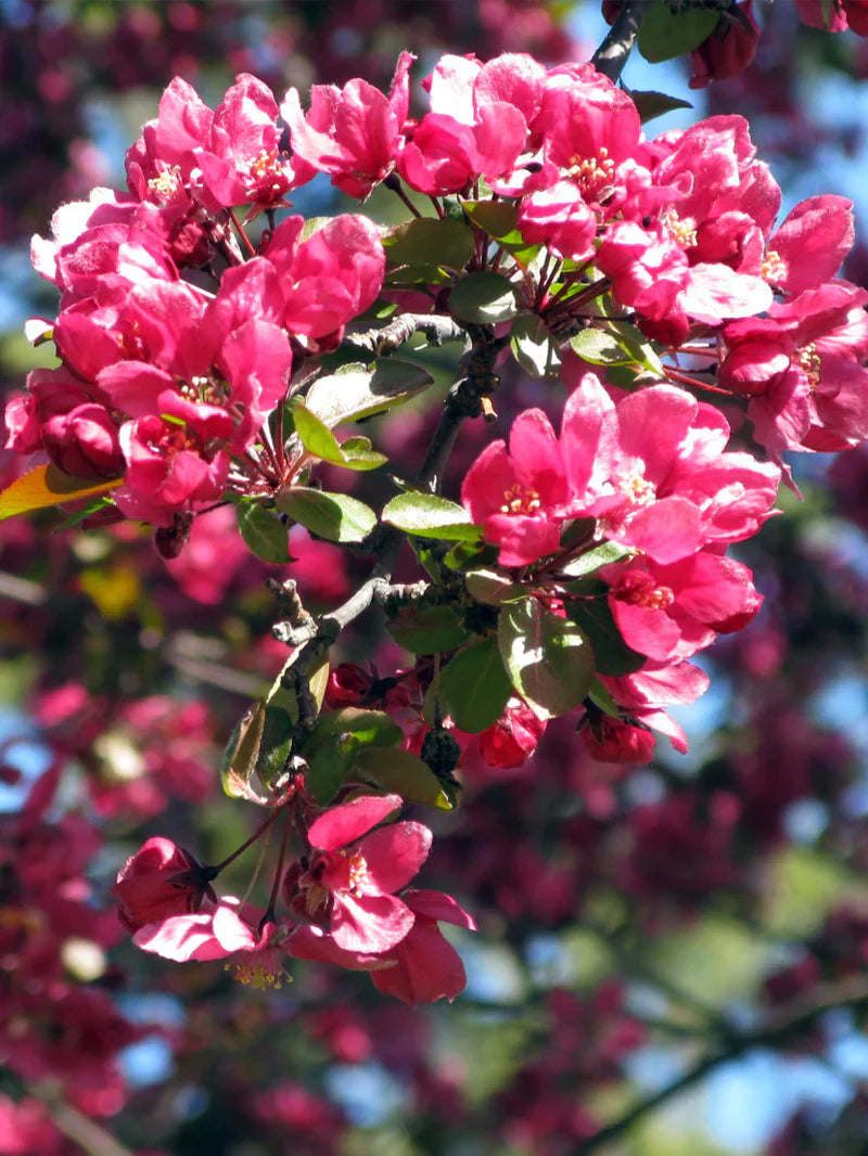 Close-up of pink blossoms on a Summer wonder crabapple tree with a blurred background