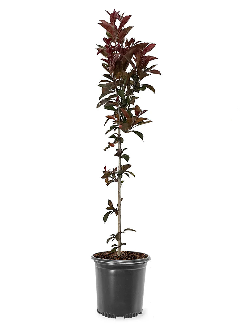 Potted Summer Wonder crabapple plant with red leaves on a white background