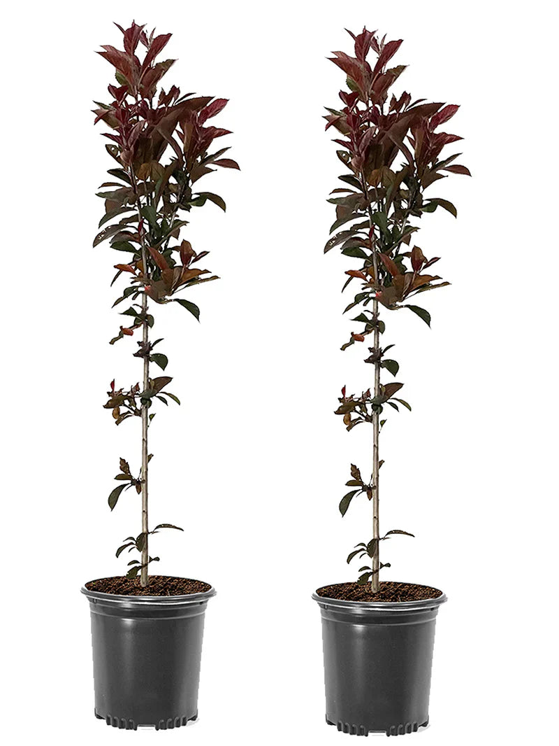 Two potted Summer Wonder crabapple plants with dark green leaves on a white background